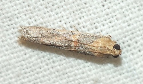 Phycide de l'arroche marine