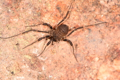 Dalquestia rothorum