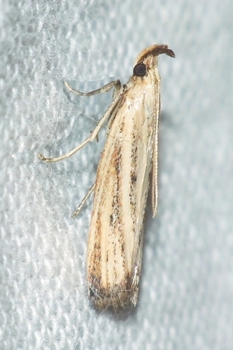 Hypsotropa unipunctella