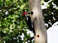 Dryocopus lineatus