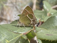 Callophrys xami