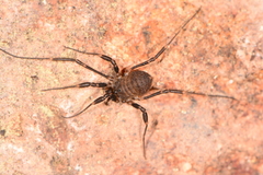 Dalquestia rothorum