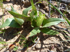 Colchicum eucomoides