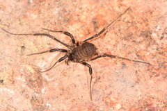 Dalquestia rothorum