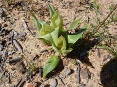 Colchicum eucomoides