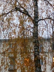 Betula pendula