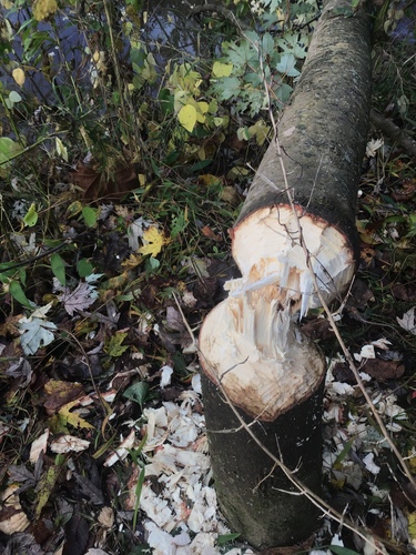 American Beaver photographed in West Virginia