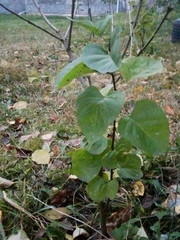 Syringa vulgaris