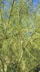 Parkinsonia aculeata