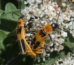Chauliognathus omissus