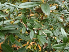 Berberis pruinosa