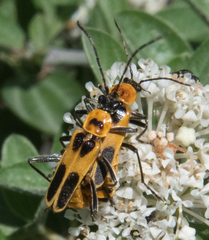 Chauliognathus omissus
