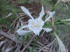 Pancratium canariense