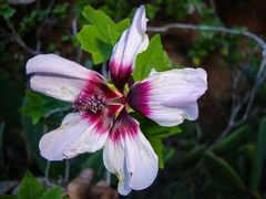 Malva acerifolia