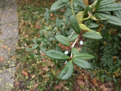 Berberis pruinosa
