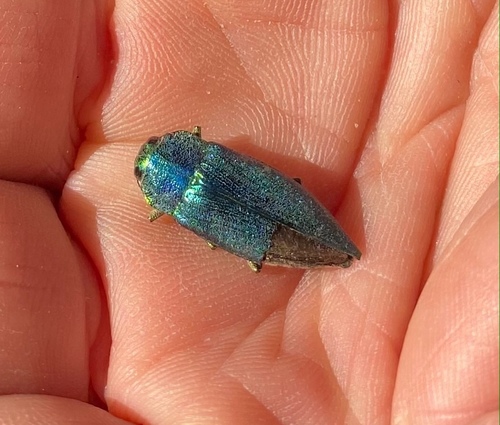 Latipalpis plana