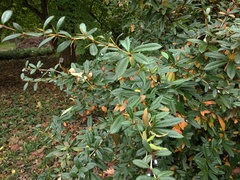 Berberis pruinosa