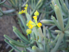 Euphorbia aphylla