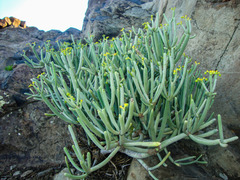 Euphorbia aphylla