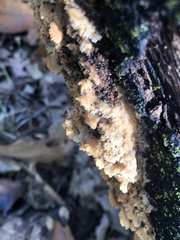 Cerrena zonata