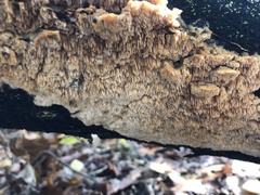 Cerrena zonata