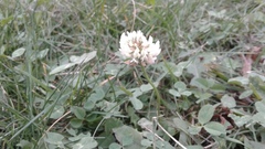 Trifolium repens