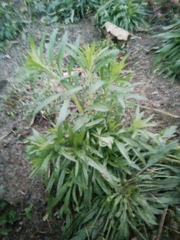 Erigeron canadensis