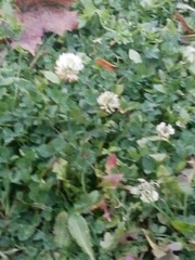 Trifolium repens