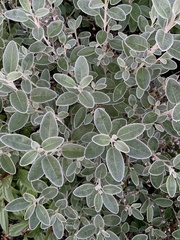 Brachyglottis × jubar