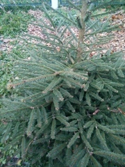 Picea abies