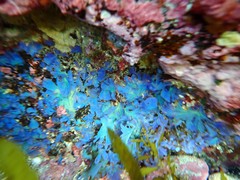 Stypopodium flabelliforme