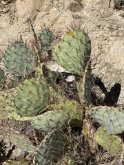 Opuntia dulcis