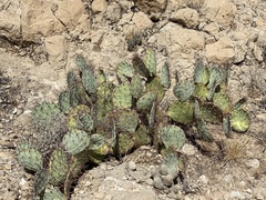 Opuntia dulcis