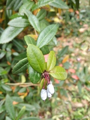 Berberis pruinosa
