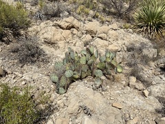 Opuntia dulcis