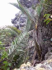 Syagrus glaucescens