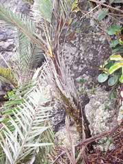 Syagrus glaucescens