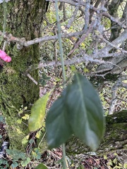 Euonymus europaeus