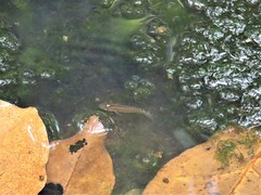 Aplocheilus lineatus