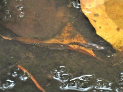 Aplocheilus lineatus