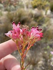 Serruria meisneriana