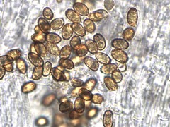 Cortinarius saturninus