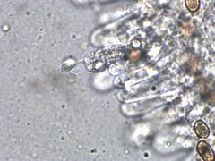 Cortinarius saturninus