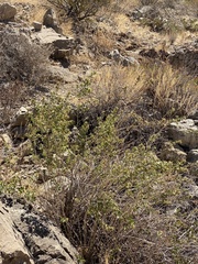 Brickellia laciniata