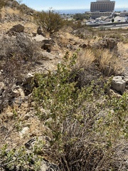 Brickellia laciniata