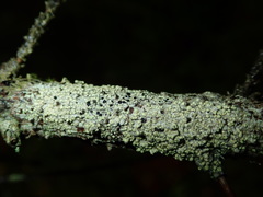 Buellia griseovirens