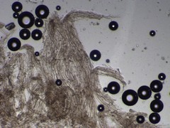 Cortinarius saturninus