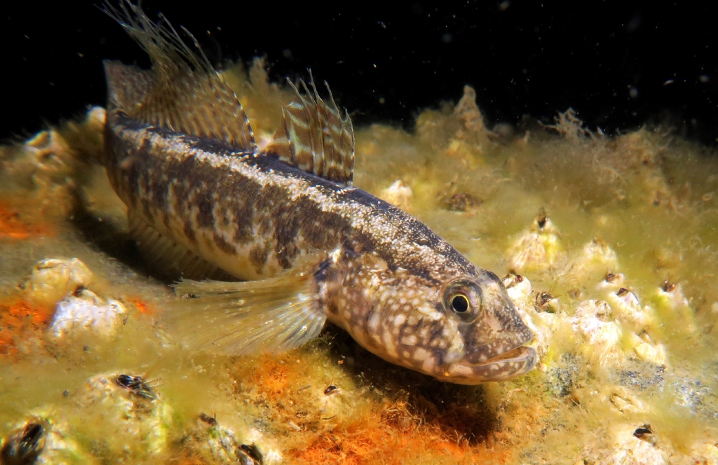 Grass Goby
