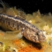 Grass Goby - Photo (c) Xavier Rufray, some rights reserved (CC BY-NC), uploaded by Xavier Rufray