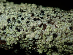 Buellia griseovirens